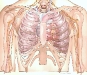 chest-illustration