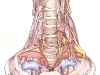 medical-illustration-005