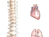 spine